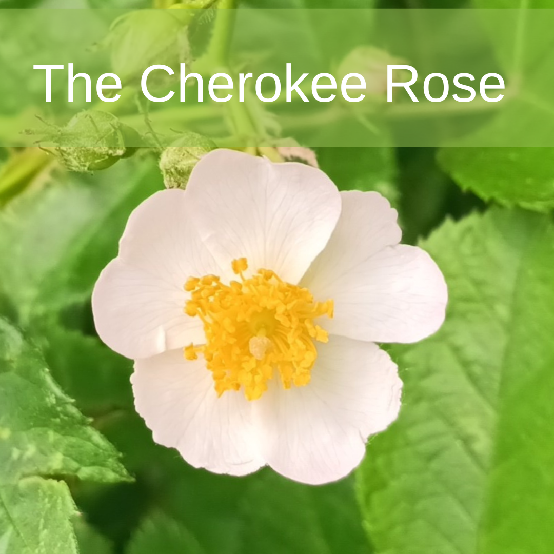 The Story of the Cherokee Rose